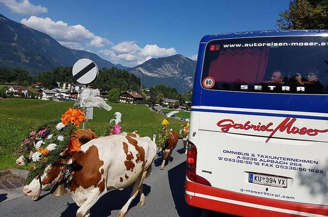 Bus und Almabtrieb